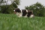 BARZOI 123